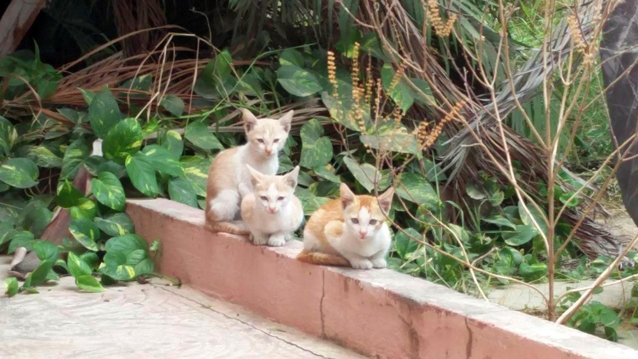 Kitten